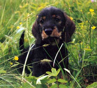 Basti als Welpe im Gras