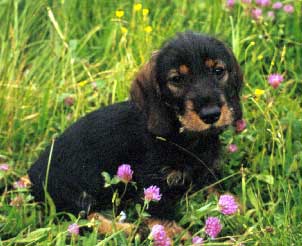 Basti als Welpe im Klee