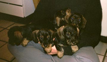 Welpen aus "vom H&ouml;llschlo&szlig;"