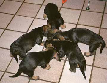 Welpen aus "vom H&ouml;llschlo&szlig;"